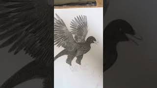 Drawing Archaeopteryx [upl. by Elpmet]