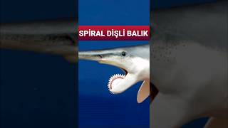 Helicoprion Spiral Dişli Gizemli Bir Soyu Tükenmiş Balık [upl. by Neenej795]