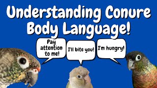 How To Understand Conure Body Language amp Behaviour  TheParrotTeacher [upl. by Rhianna]