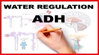 Water Regulation by Antidiuretic Hormone ADH [upl. by Aigroeg]