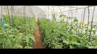 Ripe Grow EnterprisesGreen House Tomato Farming under Hydroponics [upl. by Aihtebat651]