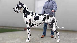 These Are 10 Indian Dog Breeds [upl. by Ettenad]