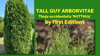 TALL GUY ARBORVITAE  Thuja occidentalis RUTTHU5 by First Editions [upl. by Dnomra]