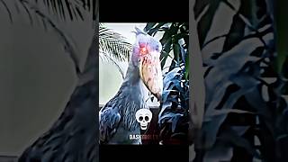 Birds Screaming☠️ trollface troll memes fyp [upl. by Reviel]