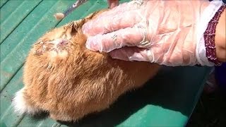 Rabbit with Botfly Larvae Pupa Shows What it Looks Like After Getting it Out From Skin [upl. by Crowley]