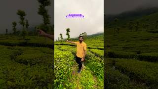 മുന്നാറിന്റെ ഭംഗി  Munnar Tour Package  Munnar Rooms  family cottage in munnar [upl. by Skinner700]