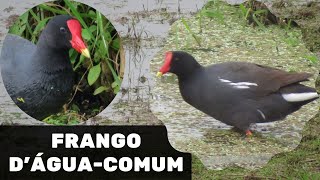 Canto da Galinha dágua Frango dágua comum Peituda Jaçanã [upl. by Lisa]