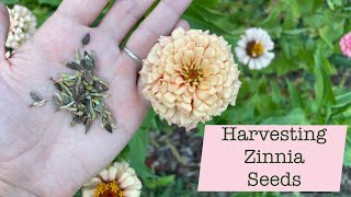 How to Harvest Zinnia Seeds [upl. by Garwin10]