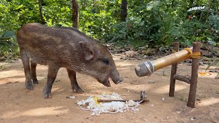 Primitive technology  Wild boar Trapping Tool Using Microphone That Work 100 [upl. by Lavena]