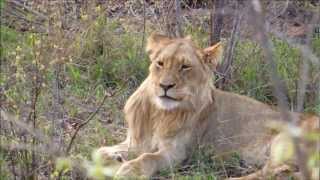 Mungana young male lion [upl. by Niwde522]