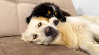 Bernese Mountain Dog Puppy Sleeps with Golden Retriever for the First Time [upl. by Faxen]