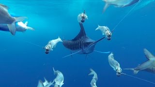 GoPro Awards Marlin Encounter [upl. by Nedak537]