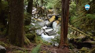 Staircase Rapids Trail in Olympic National Park [upl. by Asirem432]