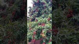 Lichi big farming project pakistan Punjab narowal [upl. by Einolem]