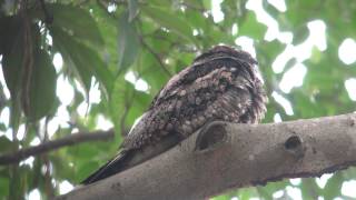 Grey Nightjar [upl. by Anak89]