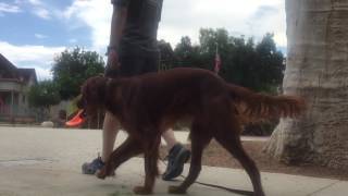 Dog Training San Diego  Clifford  Irish Setter Puppy [upl. by Aerda]