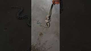 Risky Rescues Saving Poisonous Sea Snakes from Shore 😱 shorts [upl. by Isayg736]