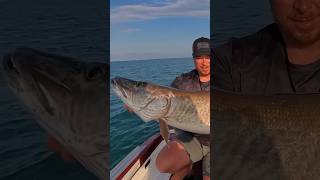 MEGA MUSKY On Lake St Clair [upl. by Brenner251]