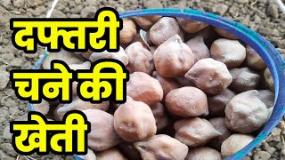 Daftari chana 21  दफ्तरी चने की खेती  daftari 21 chana seeds [upl. by Otha]