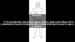 Introduction to how reflexes work  reflex arc monosynaptic and polysynaptic reflexes [upl. by Lednam292]