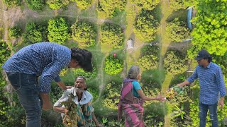 অসহায় মানুষদের মাঝে মধুমাস ফিরিয়ে আনার চেষ্টা 1000 Litchi For Helpless People [upl. by Fergus]