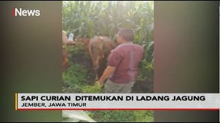 Polisi Temukan Sapi Curian di Ladang Jagung Jawa Timur  Police Line 2110 [upl. by Htnicayh]