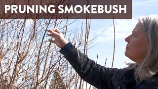 Why You Should Prune Smokebush and How to Prune It [upl. by Norword]