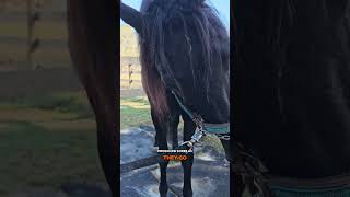 Bot Flies 101 botfly boteggs apbeauregard horse horsecare horseeducation horselife [upl. by Hillari]