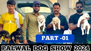 Cheapest Puppy Market In Palwal 2024 😲🔥 dogshow dogshow2024 palwal 2024 pulkitvampdogs [upl. by Kathrine856]