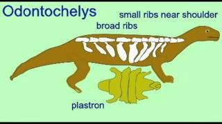 PL2 ANAPSID Odontochelys TURTLE EVOLUTION [upl. by Booth240]