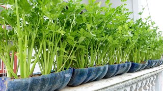 Tips for growing Celery easily on the balcony continuous harvest [upl. by Cynde288]