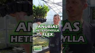 MONSTER Anubias HETEROPHYLLA Big Aquarium Plant For Sale [upl. by Kursh]