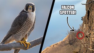 Peregrine Falcon Photo Mission  Spring Wildlife Photography [upl. by Yedoc679]