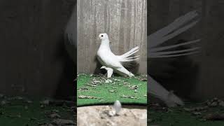 Lakka Kabutar fantailpigeon tailmarkfantailpigeon short viralvideo youtubeshort [upl. by Mert]