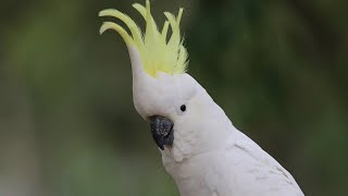 Sulphurcrested Cockatoo in the wild [upl. by Salomone]