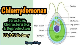 Chlamydomonas  Structure amp Reproduction  BSMSBotany  Urdu amp Hindi [upl. by Oicnevuj]