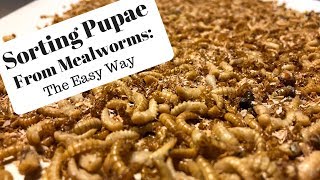 Sorting Pupae from Mealworms The Easy Way [upl. by Claudette]