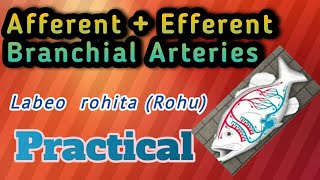 AfferentEfferentBranchial arteriesZoology [upl. by Neelahs]