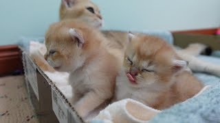 The two little kittens are very pretty and adorable Their mom takes great care of and loves them [upl. by Aramaj]