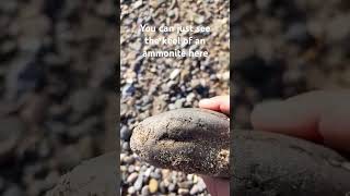 ammonite nodule collected whilst fossilhunting on the Holderness coast beach shorts [upl. by Oiratno562]