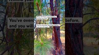 A friendly reminder ❤️ nature stressrelief anxiety forest [upl. by Picco]