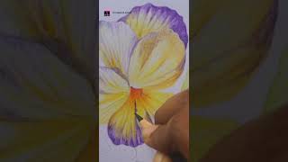 Pansy flower drawing art drawing colorpencil colorpencil flowerdrawing colourpencil [upl. by Neehahs]