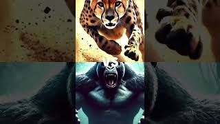 Great Apes vs Big Cats Gorilla Lion Tiger animals wildlife shorts [upl. by Spooner359]