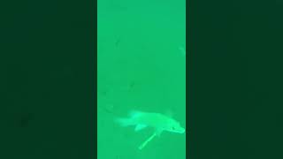 Female Cuckoo Wrasse Hits Lure 👀 theamputeeangler underwatercamera boatfishinguk [upl. by Blain]