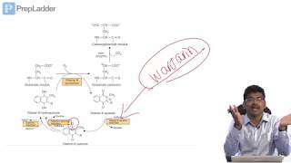 VITAMIN K  Lecture [upl. by Lodi]