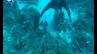 Hand collecting rare Purplelined Fairy Wrasse in the Coral Sea [upl. by Risay]