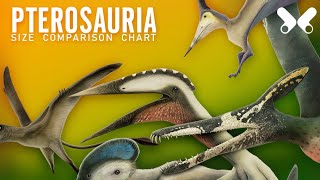 PTEROSAURS  size comparison and data Flying reptiles [upl. by Kcirederf]