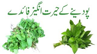 Pudina benefits in urdu  Pudina khane ke fayde  Pudina ka istemal [upl. by Lenneuq927]