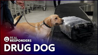 Drug Dog Sniffs Out Suspected Smugglers  Customs  Real Responders [upl. by Nadab375]