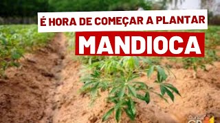 Começamos a plantar mandioca para nossa subsistência Brazilian prepper [upl. by Jarrett778]